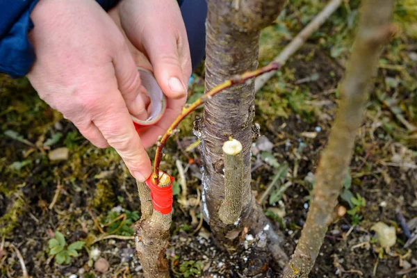 Depositphotos 250950556 stock photo woman wraps a graft tree