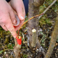 Depositphotos 250950556 stock photo woman wraps a graft tree